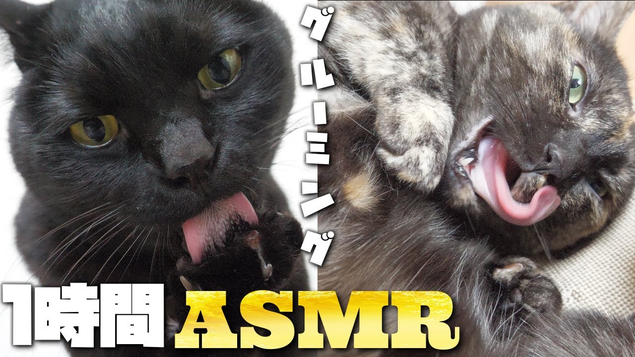 【ASMR】1 час груминга кошки🐈‍⬛🐈👅🎧
