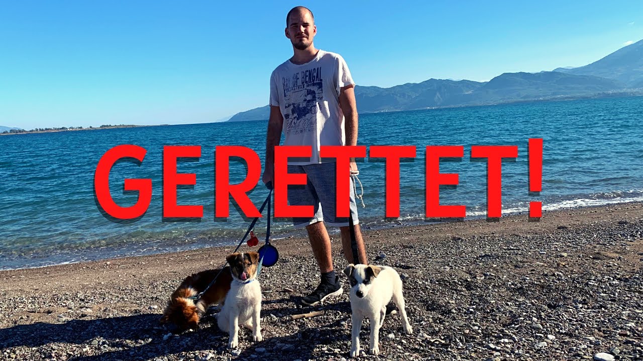 EMOTIONALE RETTUNG mehrerer Stra&szlig;enhunde 🇬🇷 | Vanlife Griechenland