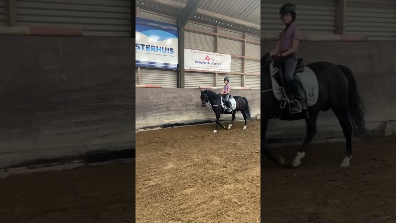 Bella rodeo pony #equestrian #manege #pony #horse #paardrijles #paardrijden #paardenvlog