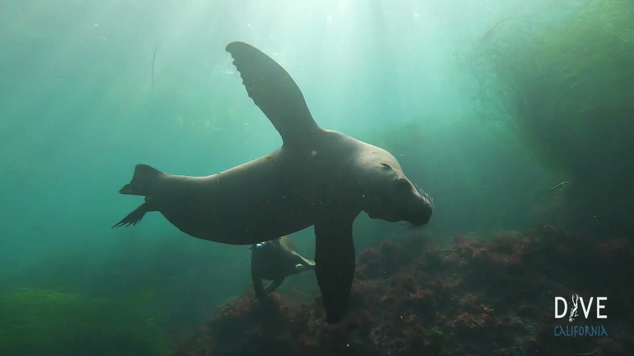 Scuba Diving with Sea Lions | La Jolla Cove