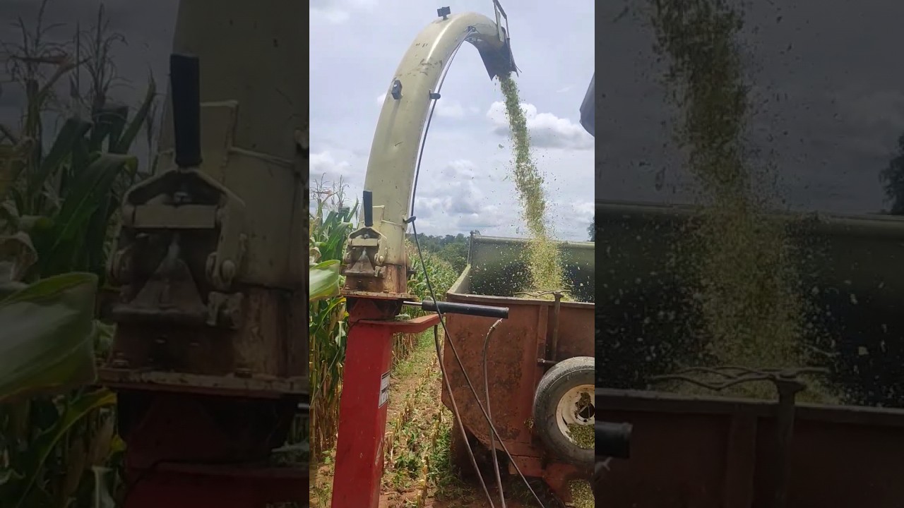 Silagem 2023, cortando milho #agro #silagemdemilho #masseyferguson