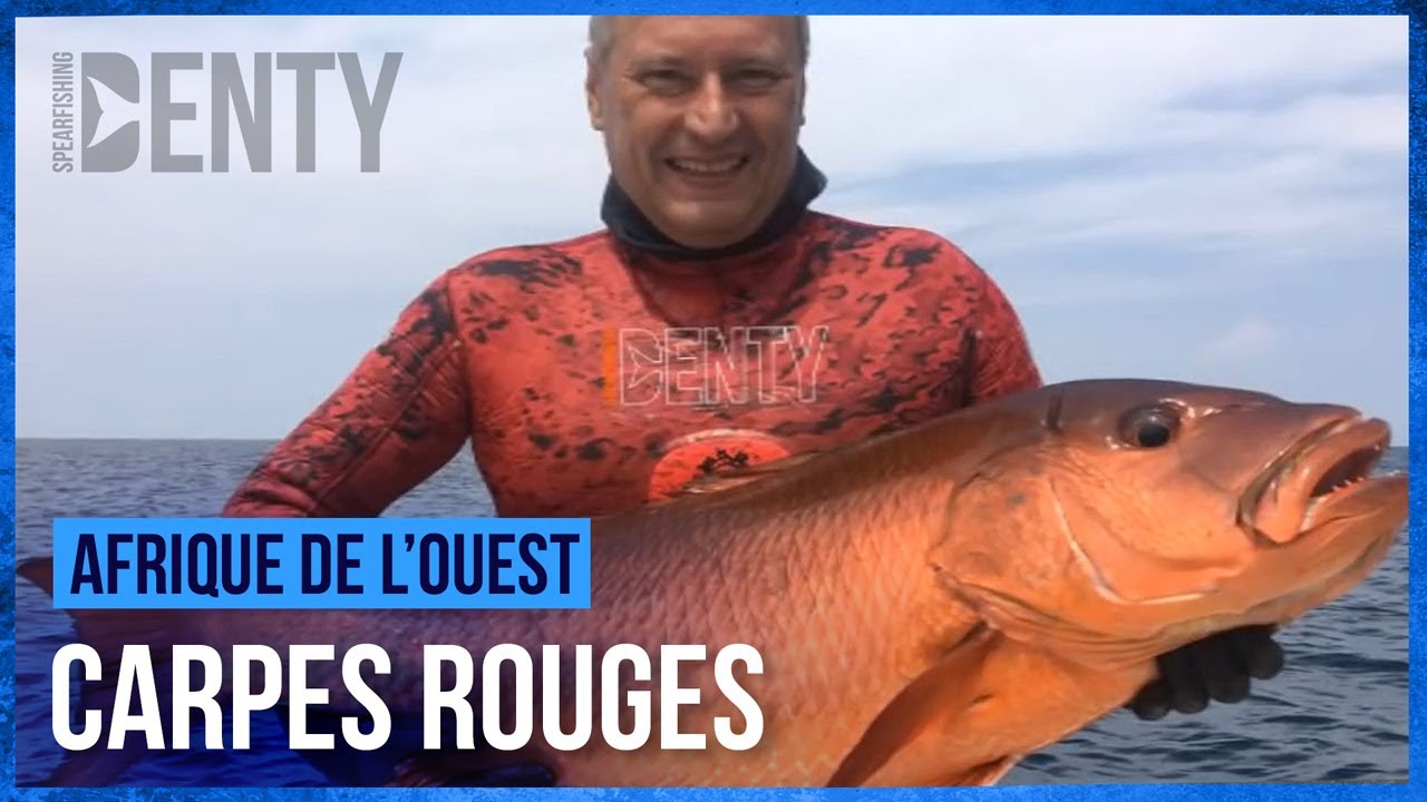 Les 4 carpes rouges de l'Afrique de l&rsquo;ouest en Chasse sous-marine