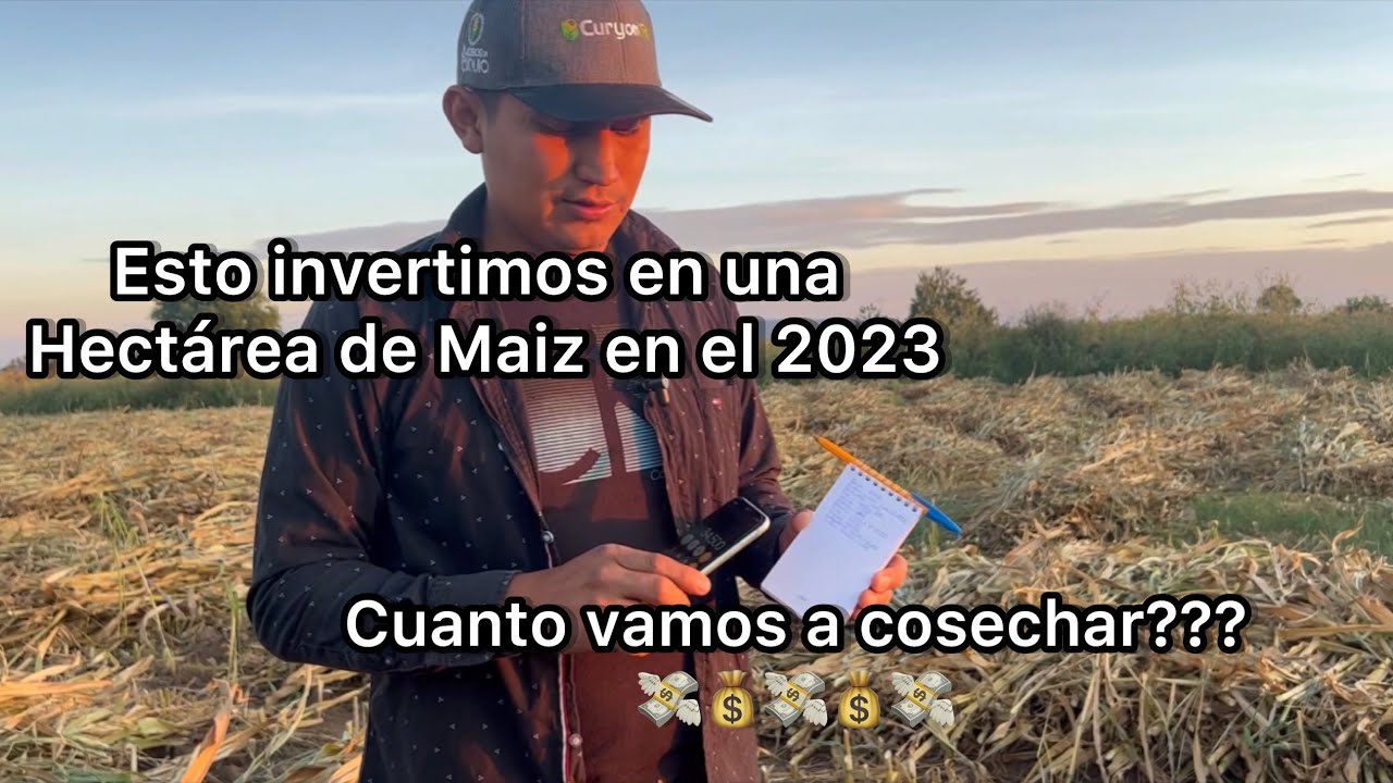 PRECIO DEL MAIZ EN MÉXICO Y DE RASTROJO CON MAIZ. Que es más rentable??? (06 Noviembre 2023)