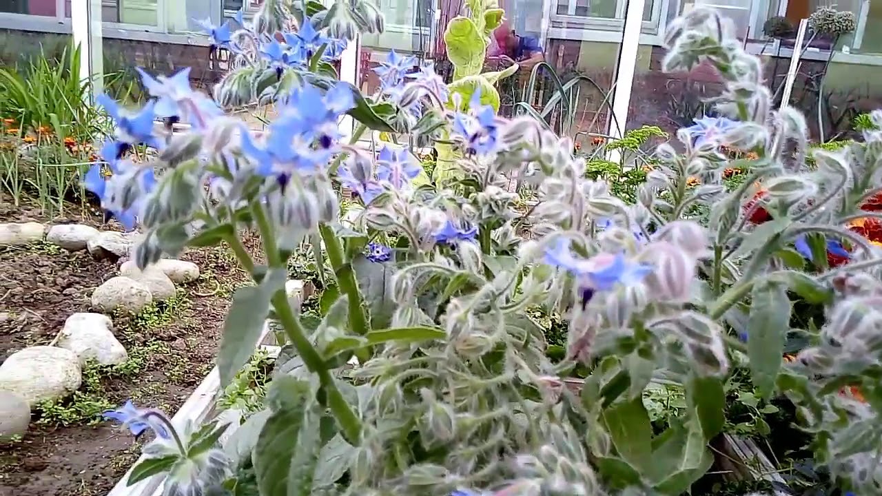 la bourrache ( plante m&eacute;decinale et commestible )
