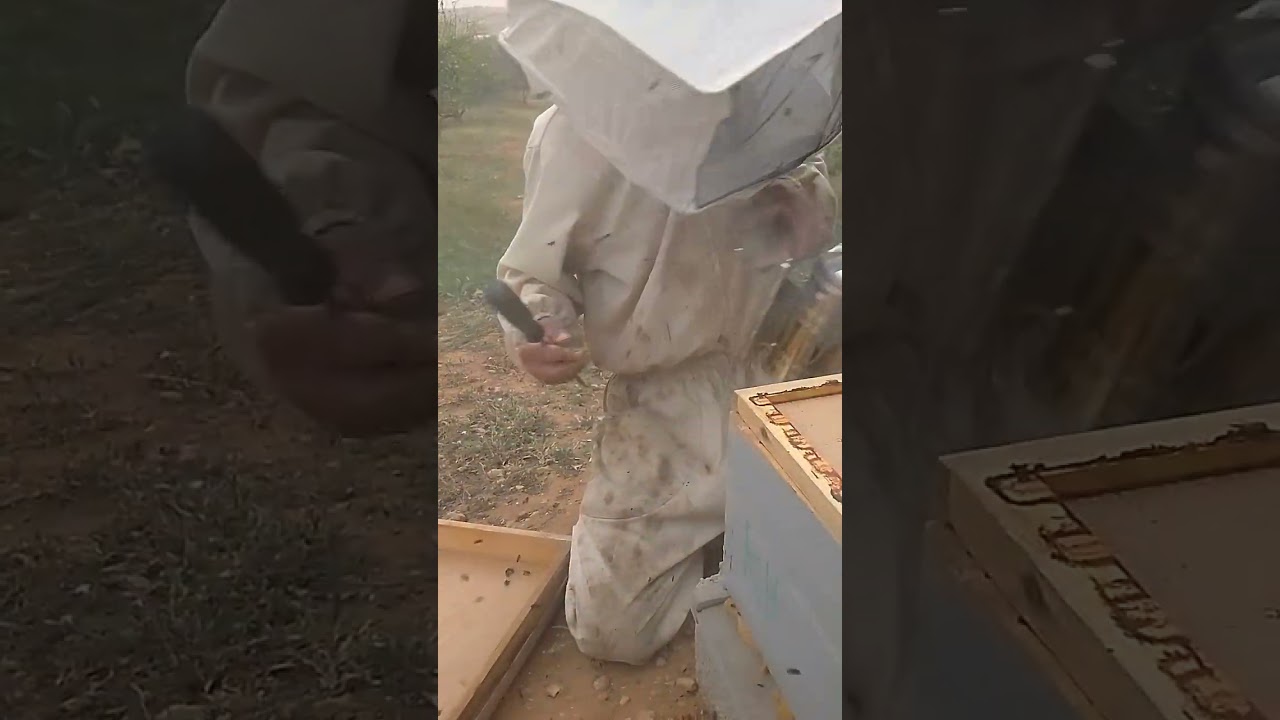 طريقة نزع طرد من خلية هاجرتها الأم