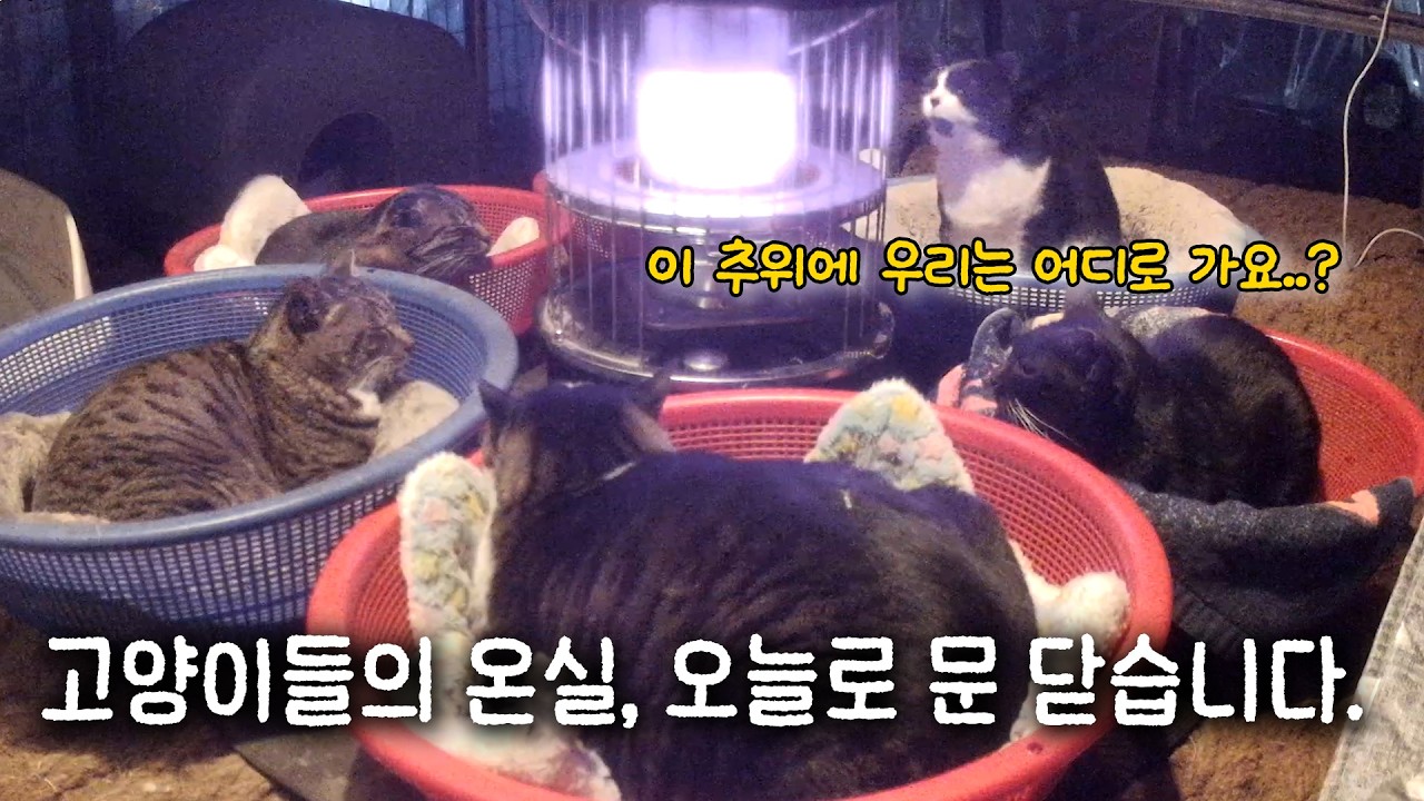 고양이들의 온실, 오늘로 문 닫습니다