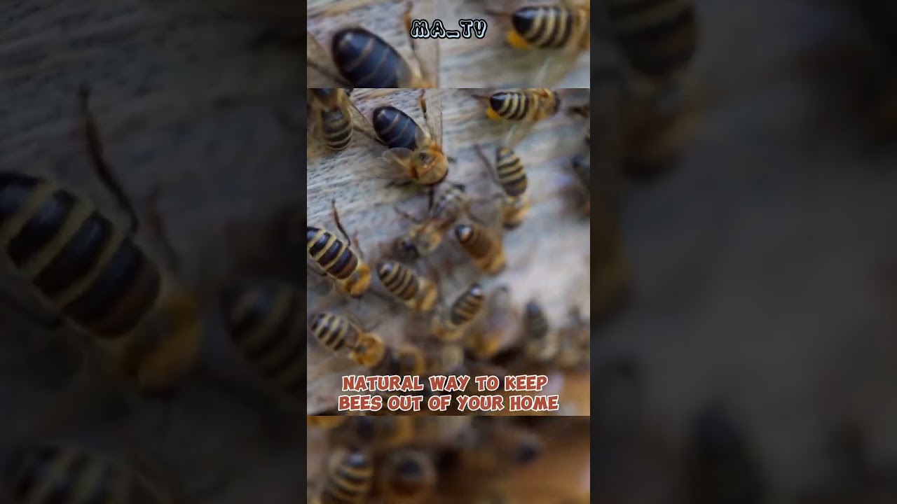 How to get rid of bees nesting in the house? #shorts #bees