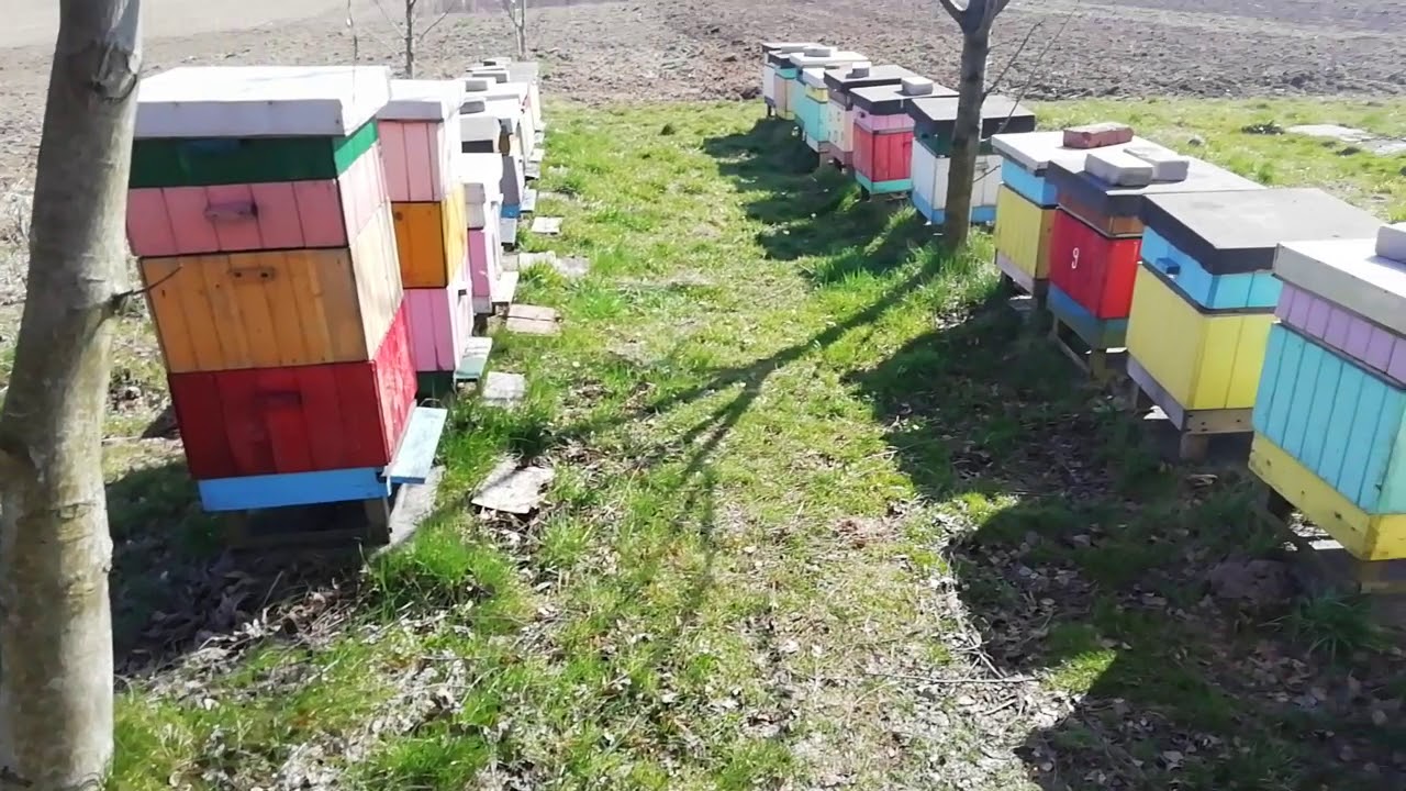 Pszczoły Ursus i pisiorek cz3