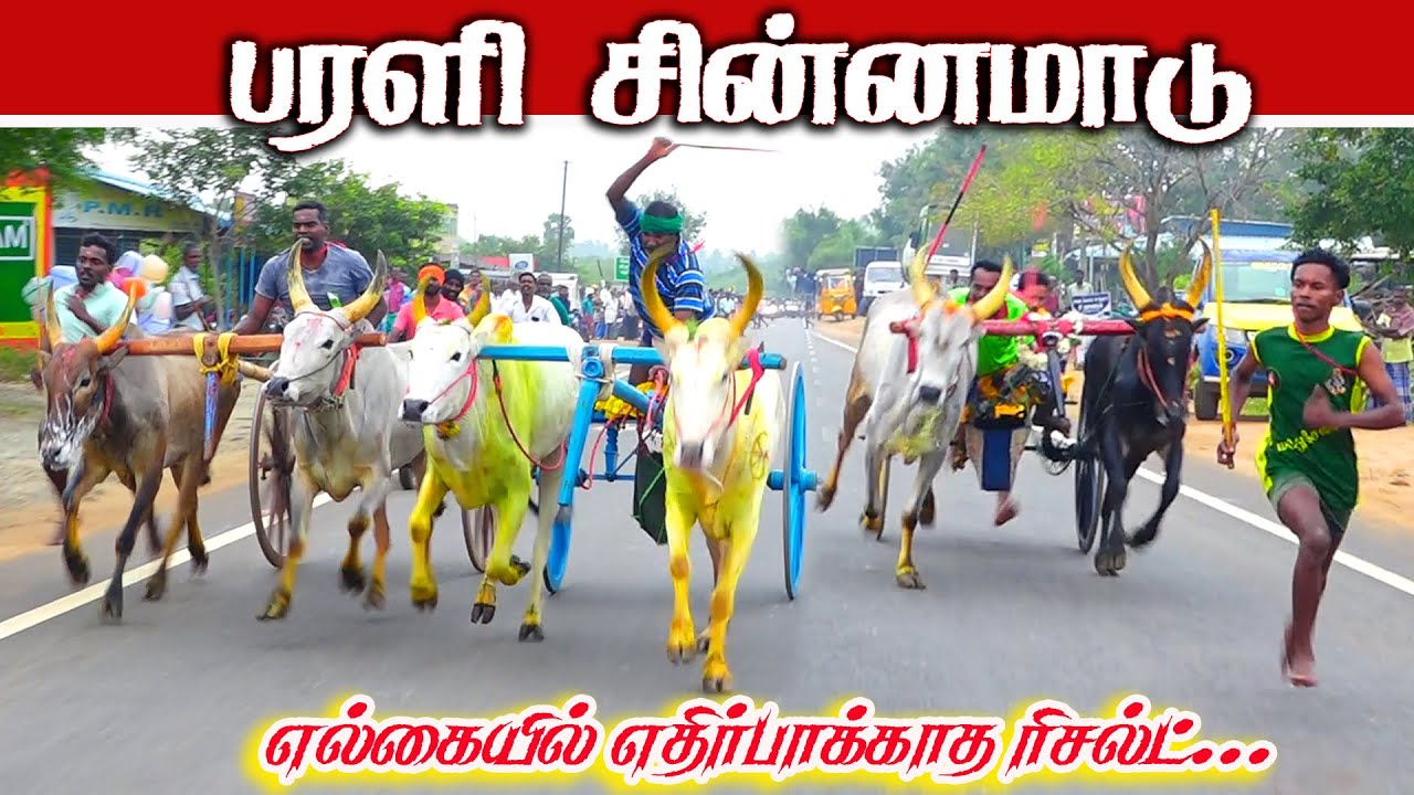 பரளி சின்னமாடு1 பந்தயம் 25.01.2026 #sinnamaadu