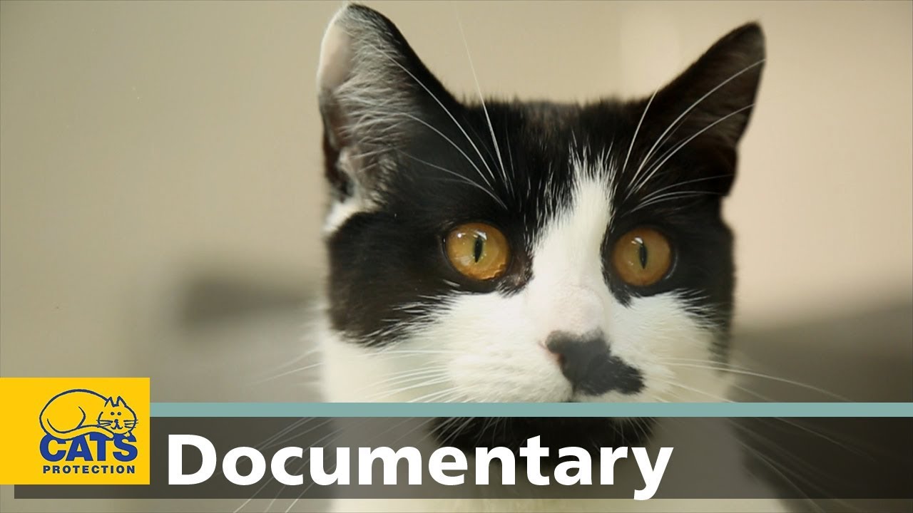How cats hear: the world according to cats, episode one