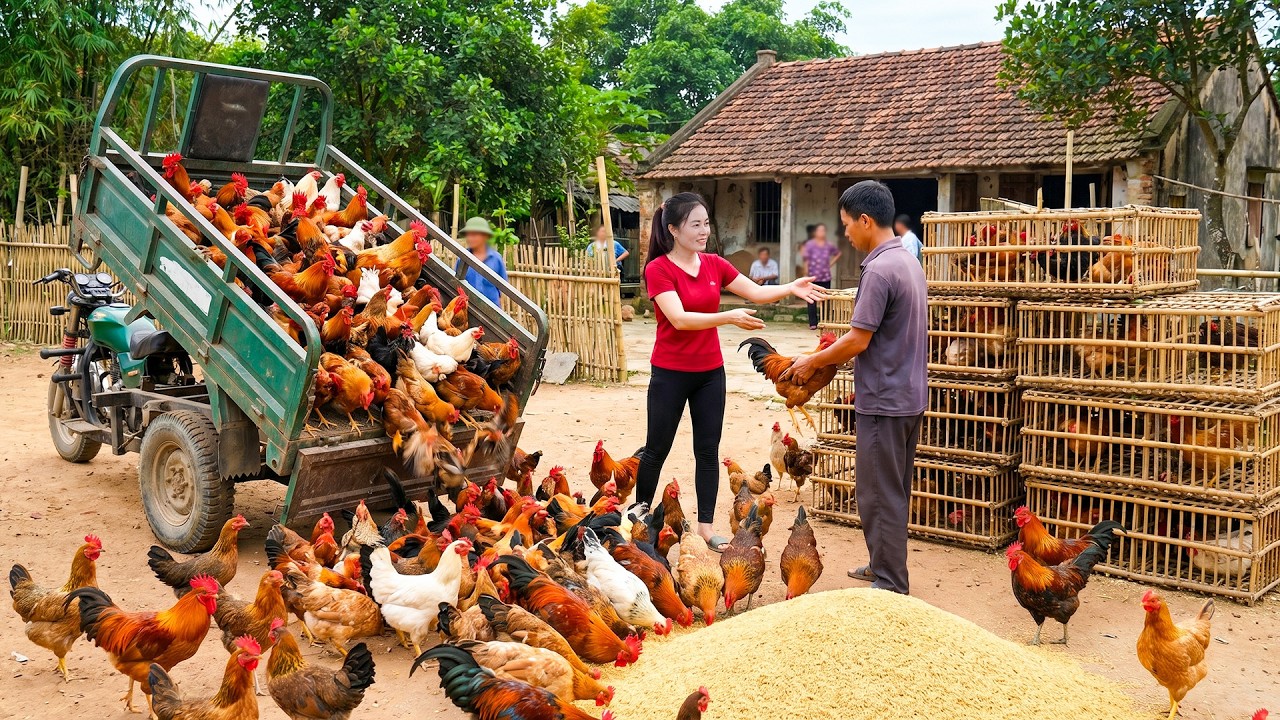 TIMELAPSE | 1000+ Chickens Leave the Farm, Loaded on Trucks to Sell at the Rural Market