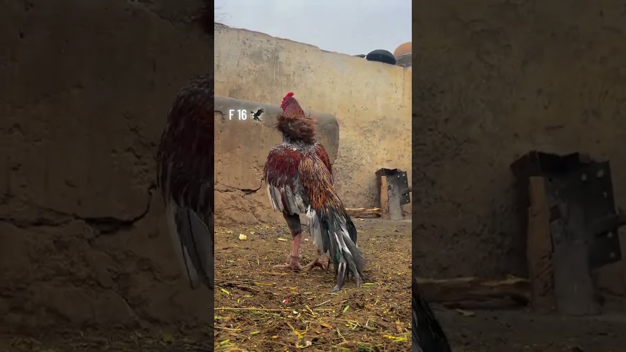 very Beautiful😍 and high quality aseel Bird 
