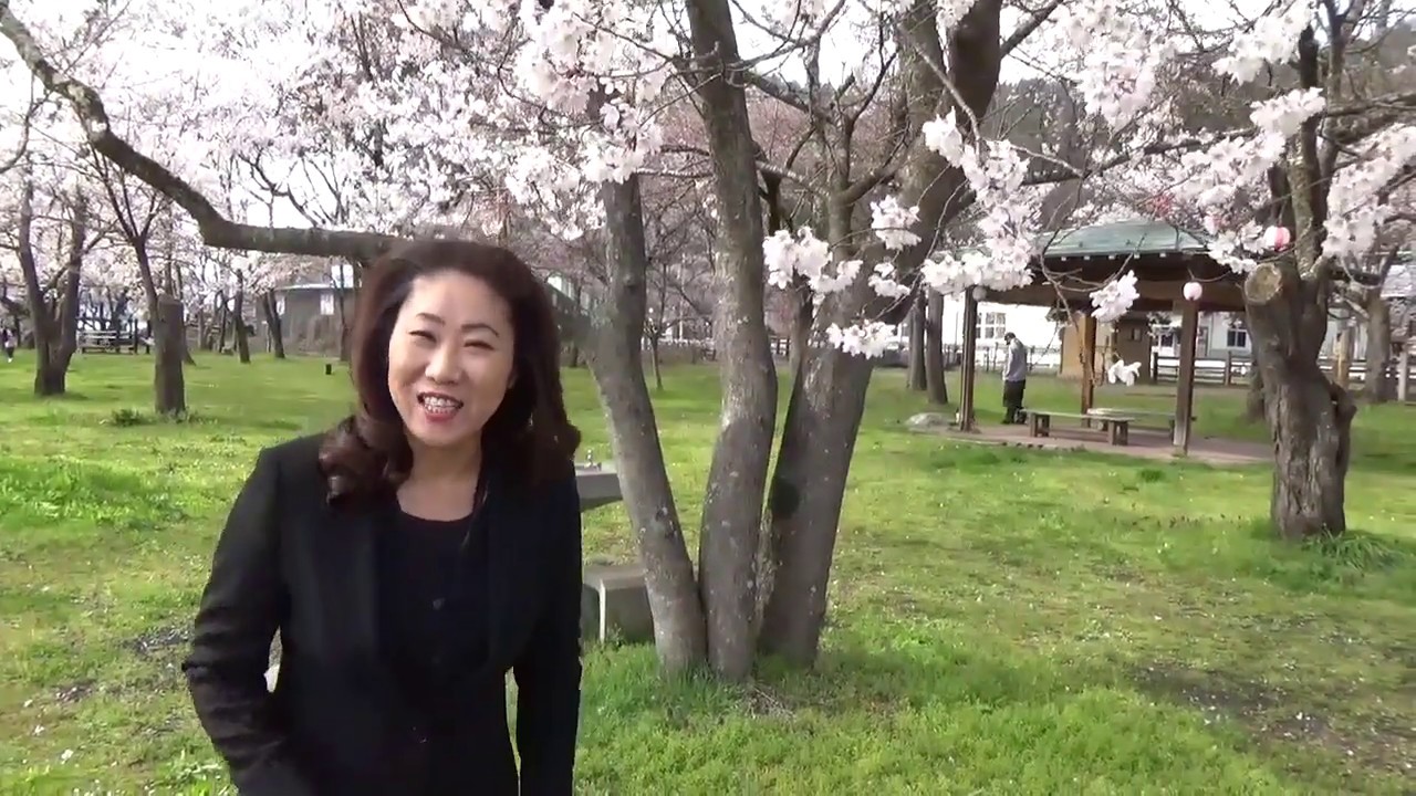 【Nohi Bus】Hida Takayama cherry blossom April 14,2020