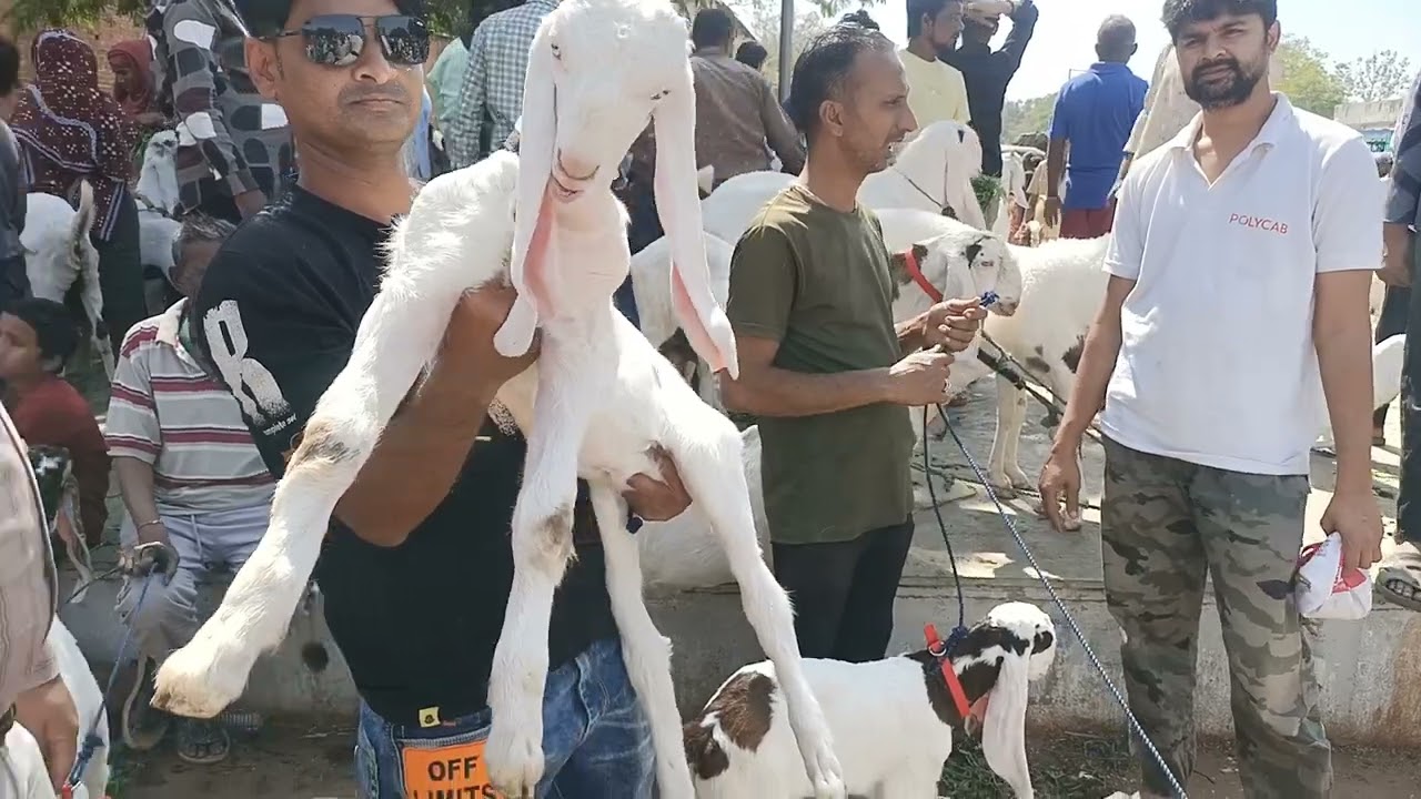 Riverfront Bakra Mandi on Sunday 16 February 2025