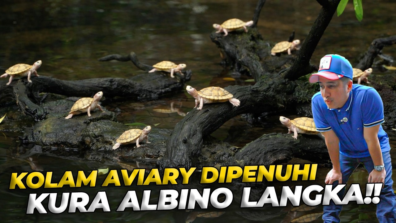 SI MATA MERAH | HEWAN ALBINO TERBARU DI AVIARY DEHAKIMS!