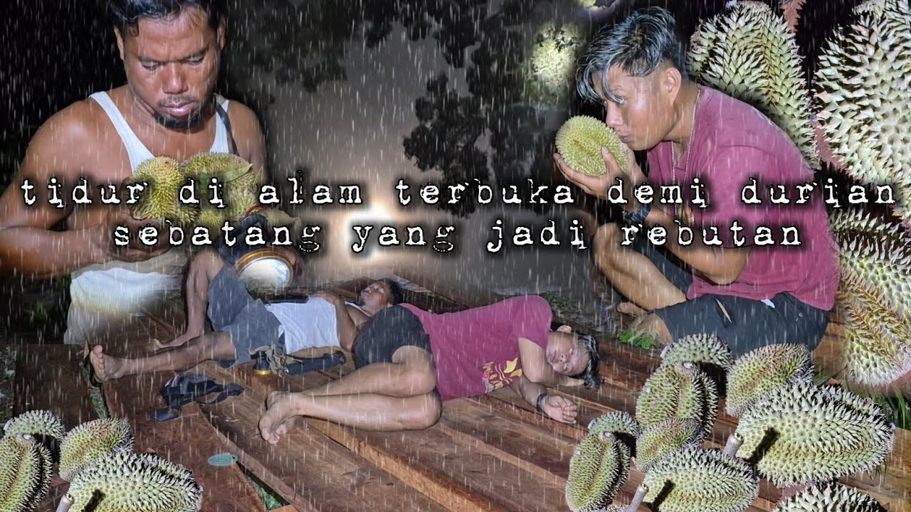 Tidur di alam liar menunggu durian sebatang jadi rebutan warta petani muda hidup di hutan