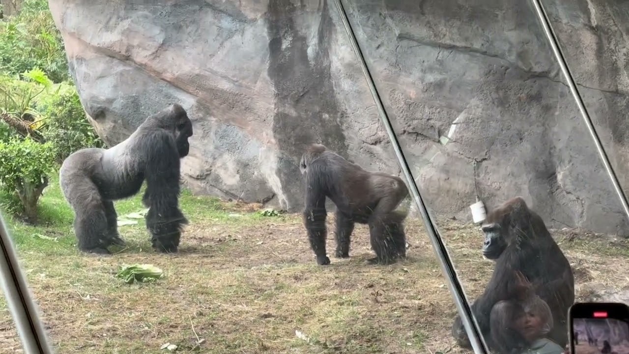 Animal Kingdom Gorilla Standoff