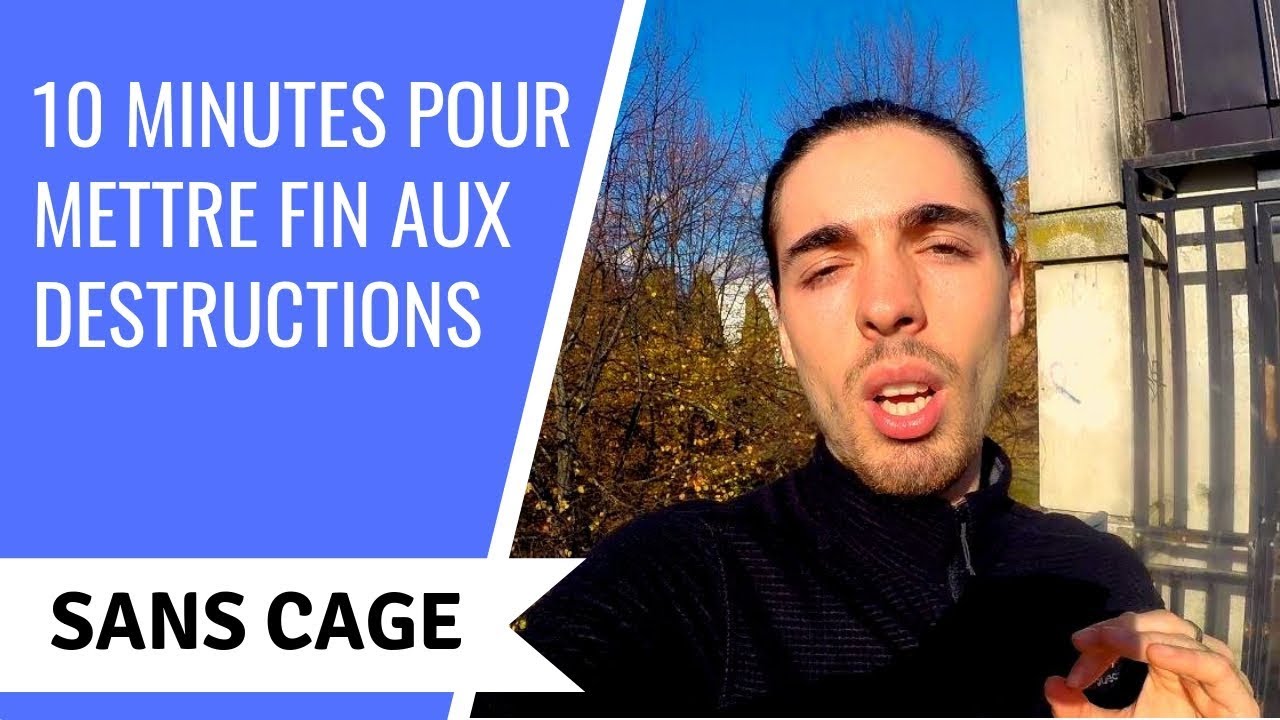 Mon chien DÉTRUIT TOUT | 9 règles à appliquer pour STOPPER LES DESTRUCTIONS