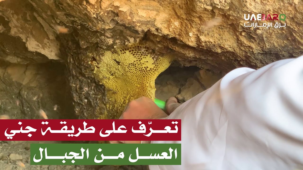 تعرّف على طريقة جني العسل بين ثنايا الجبال