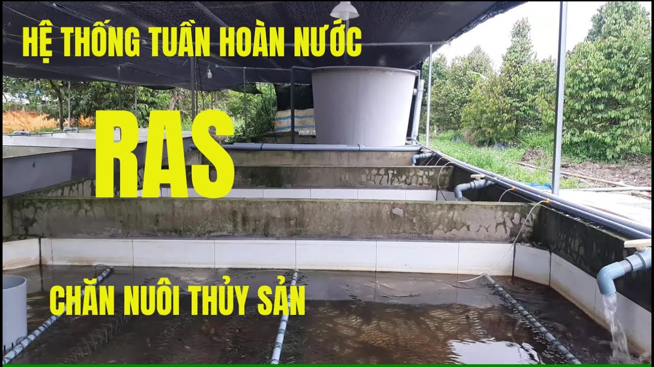 Hệ Thống Tuần Hoàn Nước RAS | Làm Giàu Với Mô Hình Chăn Nuôi Thủy Sản Sạch Và Hiệu Quả