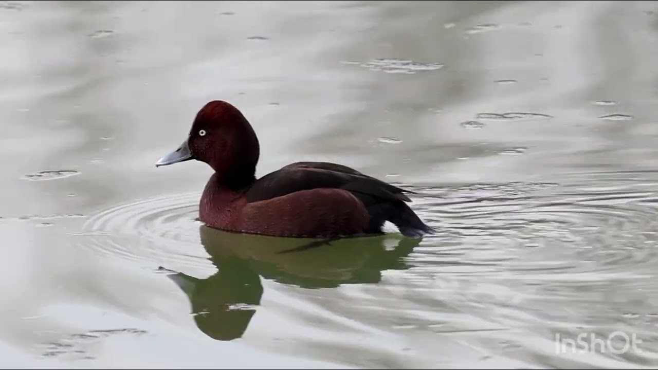 Maschio di moretta tabaccata (Aythya nyroca)
