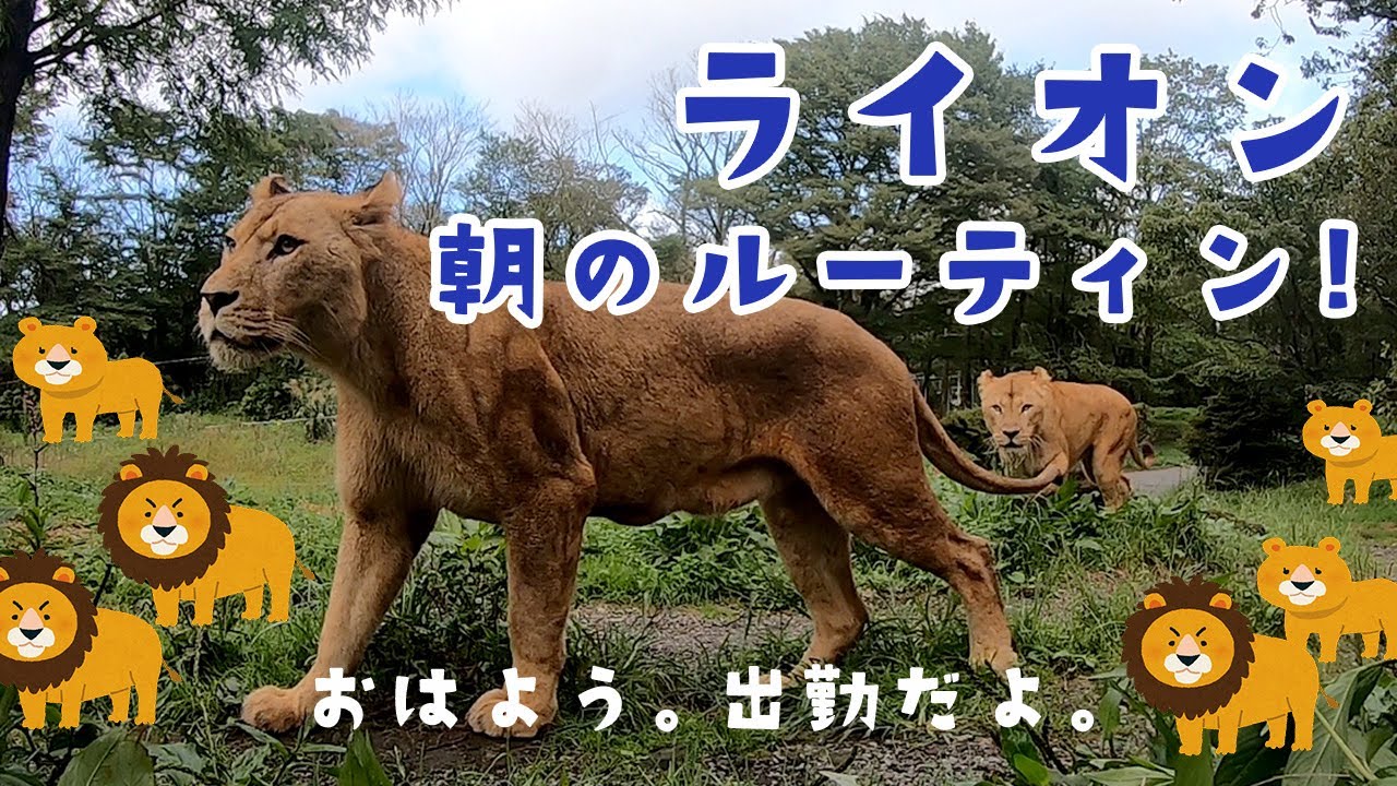 ライオン、朝のルーティン！