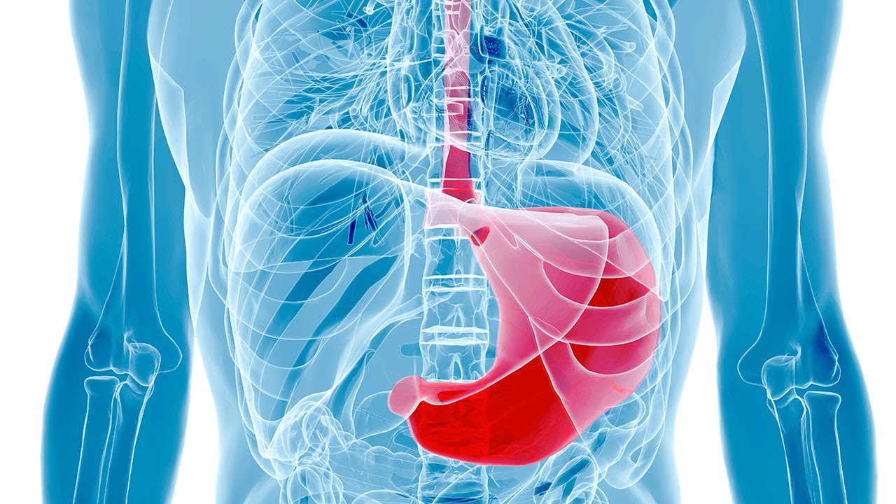 Human Physiology - Regulation of HCl and Pepsinogen Synthesis and Secretion: Cephalic Phase