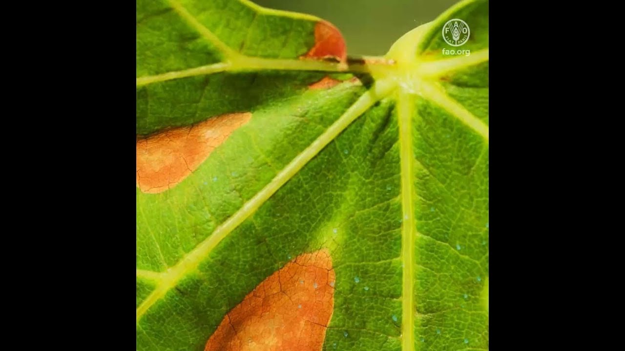 Xylella fastidiosa: Saving Mediterranean olives from a destructive disease