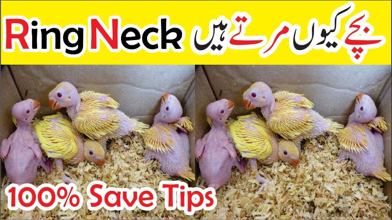 Ringneck Chicks Kharidne Ka Tariqa | Hand Feed Per Bachy Kun Mar Jate Hain Video Urdu/Hindi