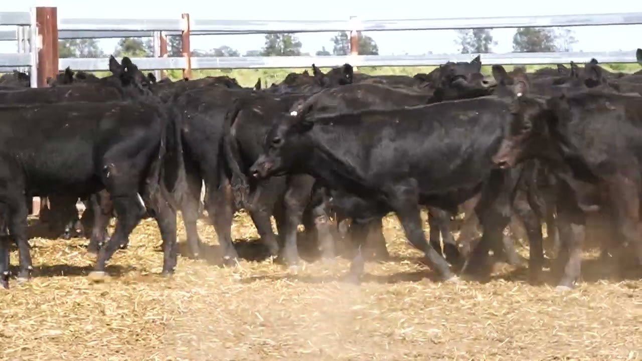 Victoria Park Weaner Steers 2026