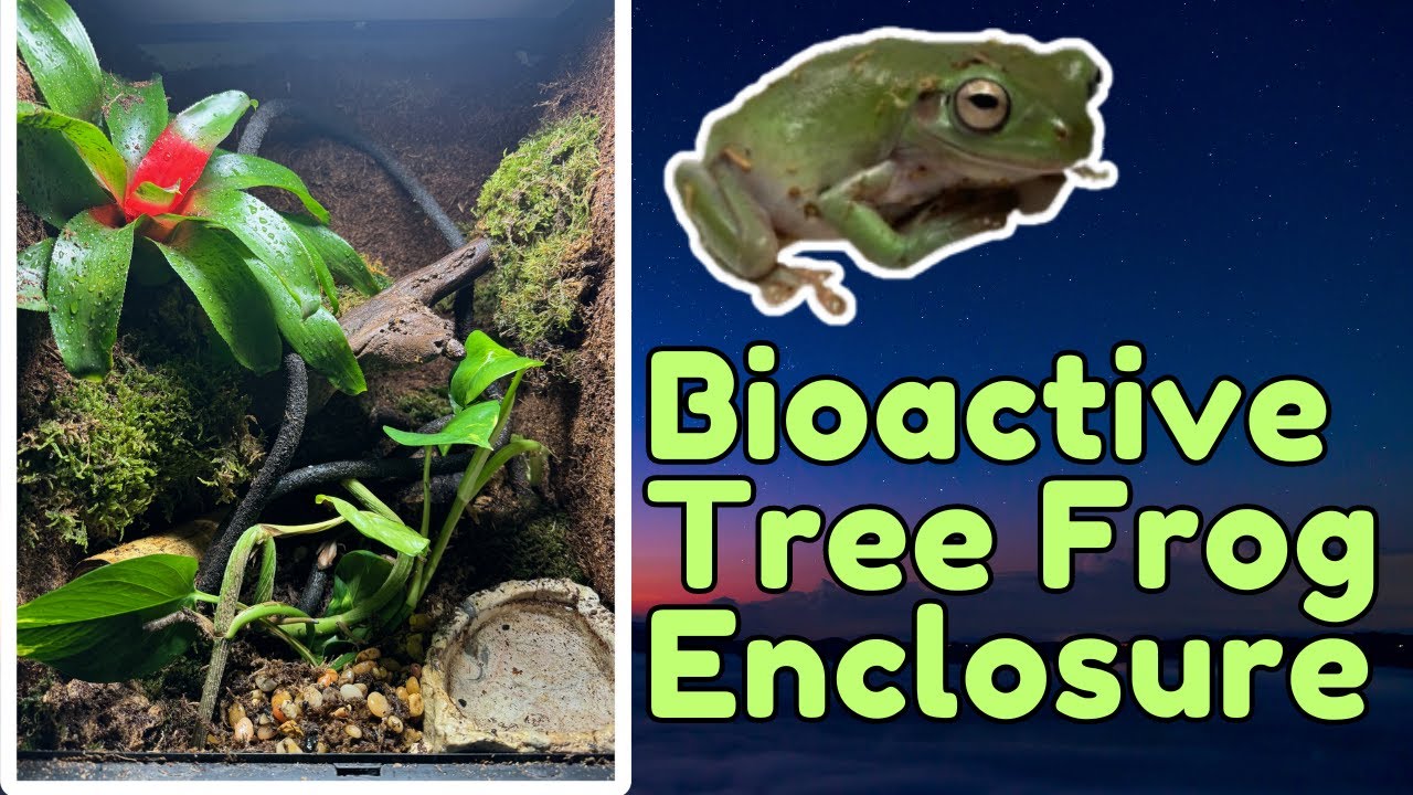 Bioactive White's Tree Frog Build