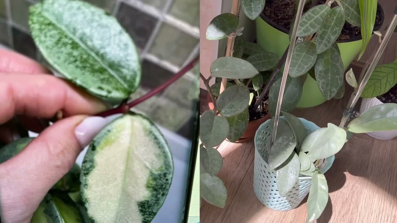 КАК СПРАВИТЬСЯ С ХОЙЕЙ 🙃 Для ЦЕНИТЕЛЕЙ серебра 🥰