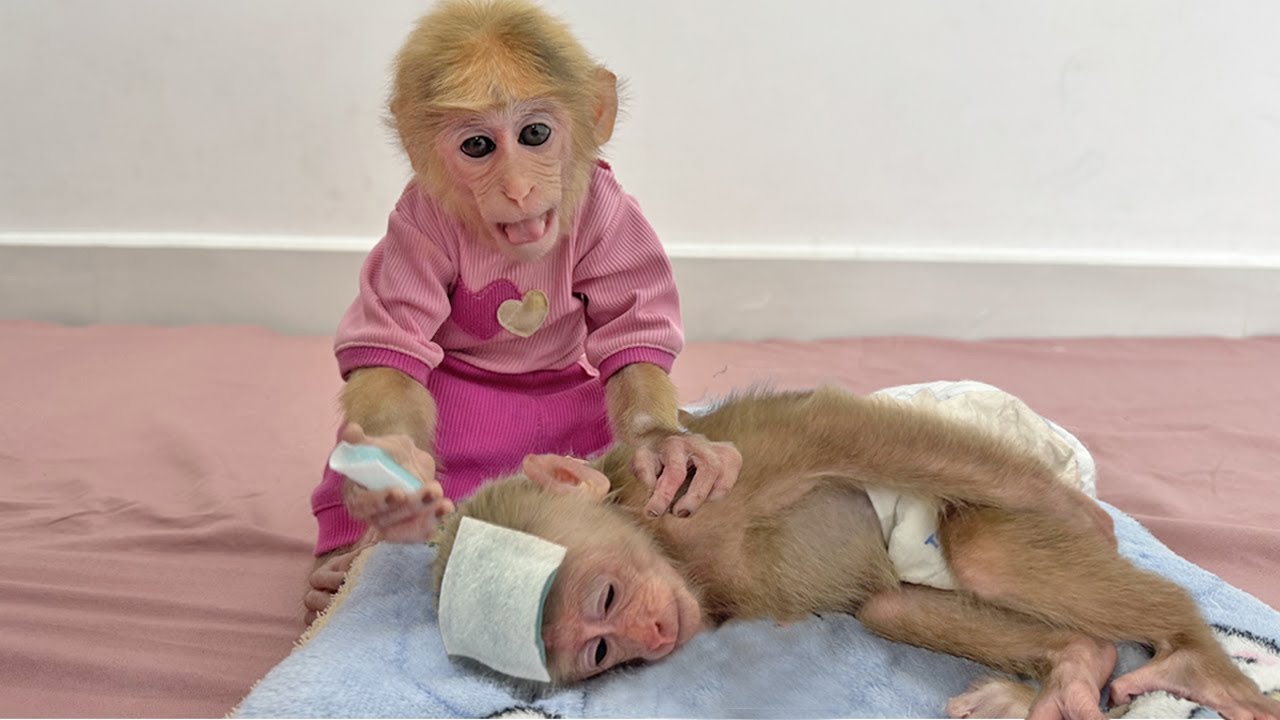 Save Sunny! After the Shot Sunny Broke Down  Lucky and Mom Tried Everything But...Lucky Monkey,Sunny