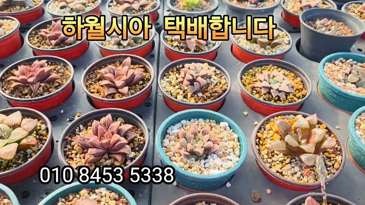 하월시아 택배합니다 