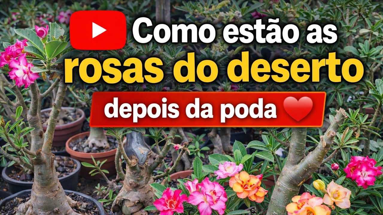 Olha como estão depois da poda 😃