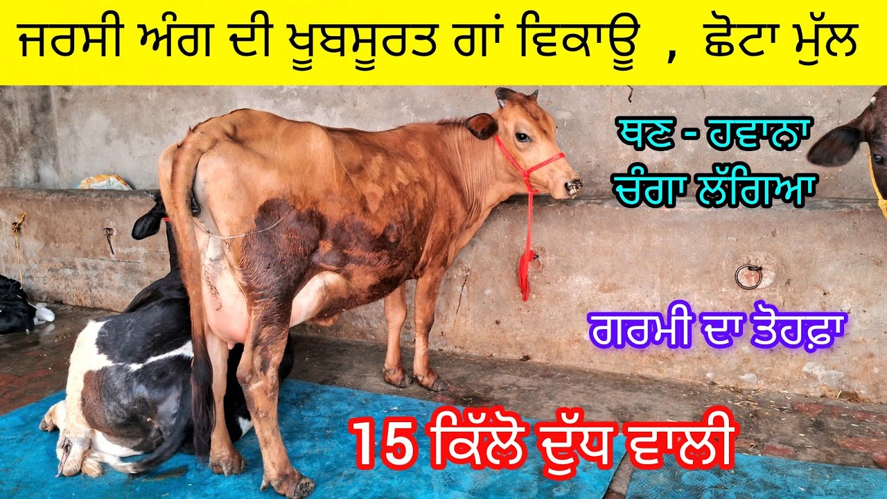 ਗਰਮੀ ਚ ਆਮ ਪਰਿਵਾਰ ਲਈ ਵਧੀਆ ਦੁੱਧ ਪਿਆਉਣ ਵਾਲੀ  77107-37100  ਜਰਸੀ ਅੰਗ ਦੀ ਗਾਂ ਵਿਕਾਊ  jersey cow sale .