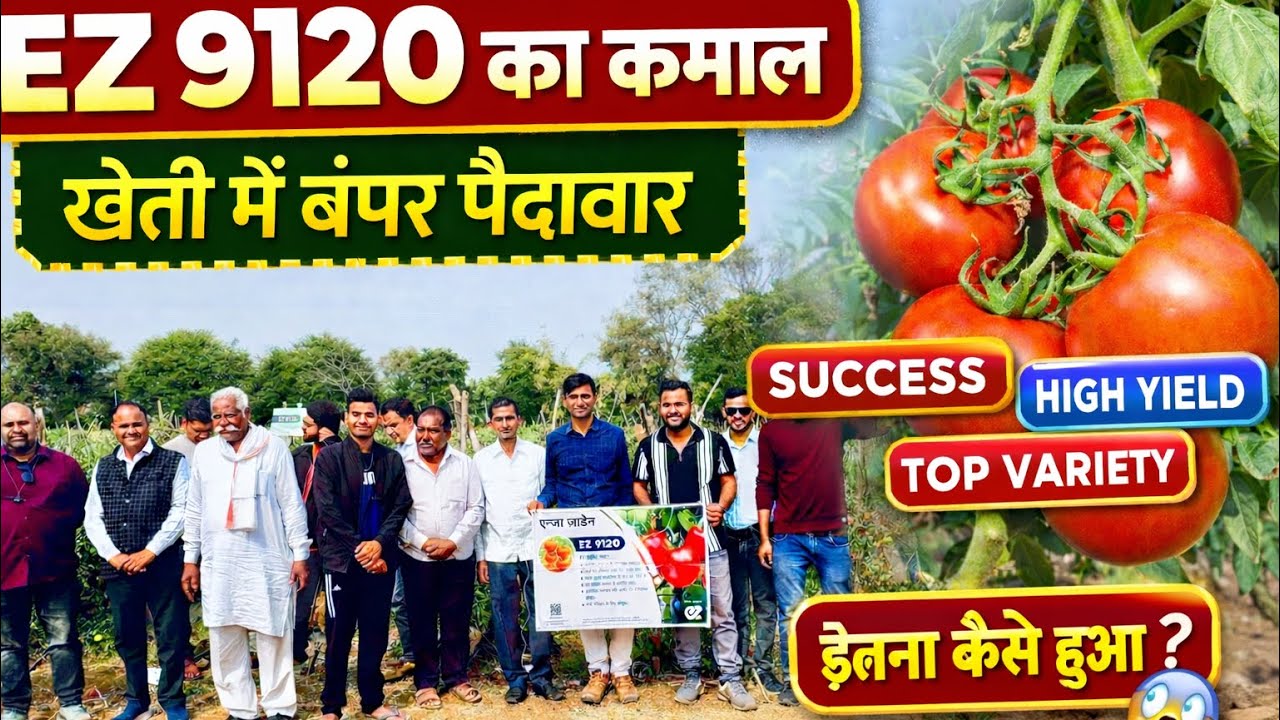 EZ 9120 टमाटर ने खेत में ऐसा क्या कर दिया कि किसान हैरान रह गए? बंपर पैदावार का राज! 😱🍅❓