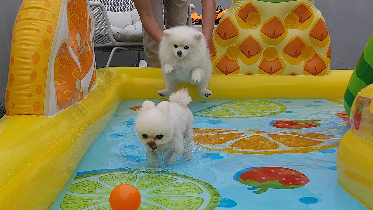 Как собаки остужаются летом