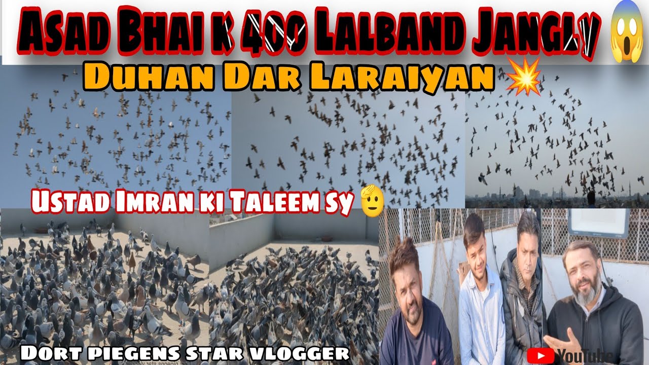 Asad Bhai k 400 Lalband kabotron ka Shock 😲