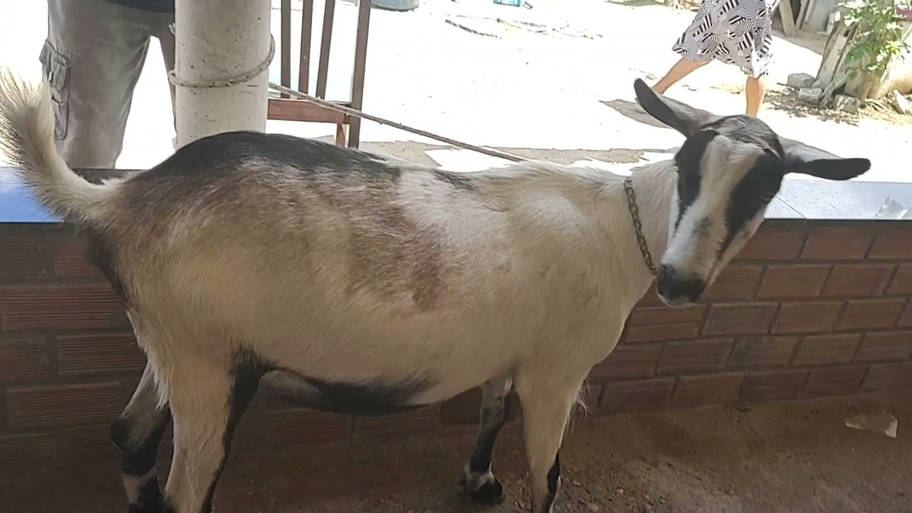 Estimulando  o cio das cabras. Aplicação de hormônios para ativar o cio das cabras.