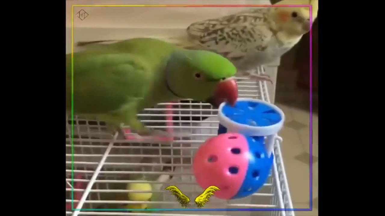 Śmieszne, gadające papugi, funny Parrots, Birds Compilation 2021, #parrot #papugi #śmieszne #birds