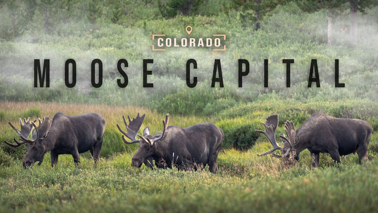 Backcountry Camping with Moose in Colorado | Sony 100-400 G Master Wildlife Photography