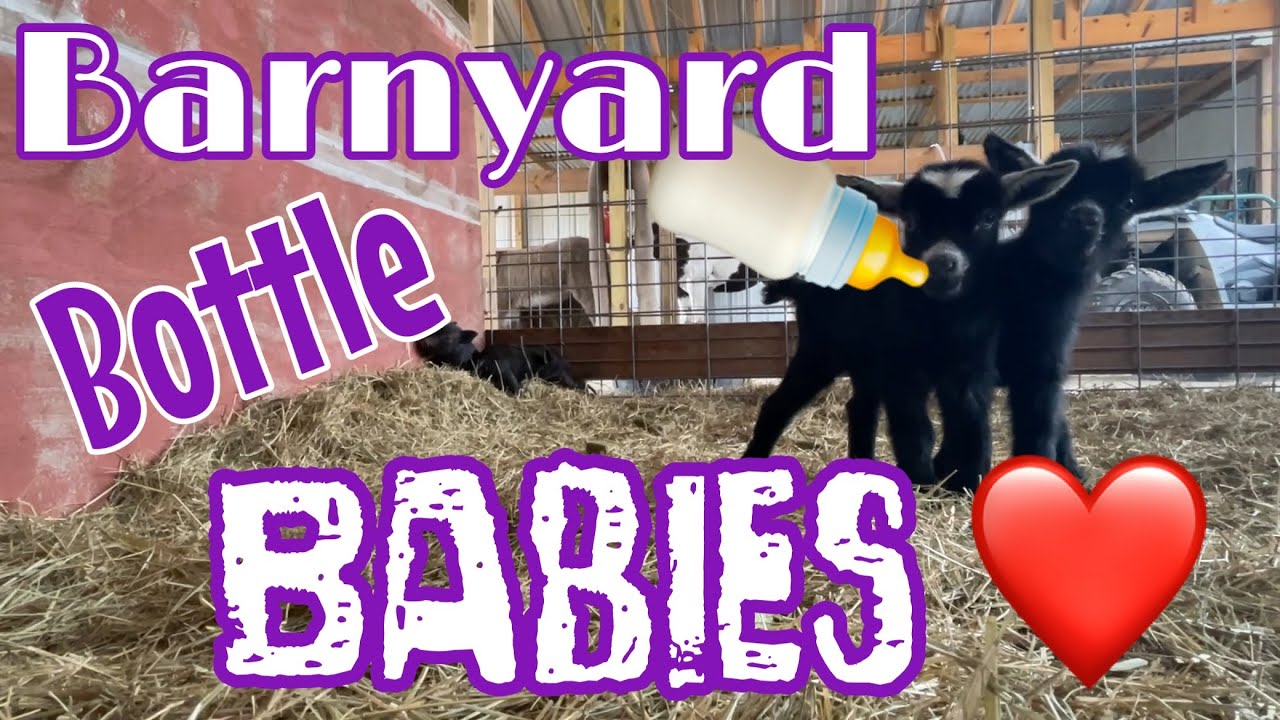 Barnyard Bottle Babies