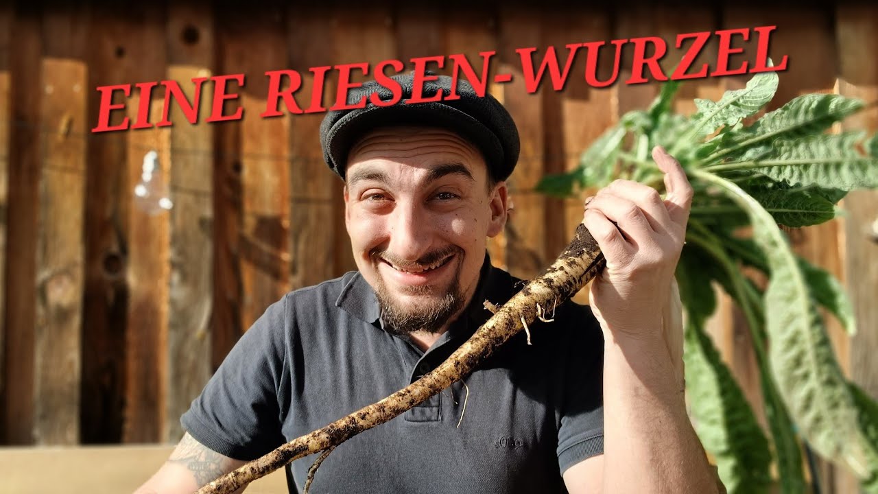 Wurzelgemüse aus alten Zeiten / Nachtkerze / Rezept unserer Vorfahren