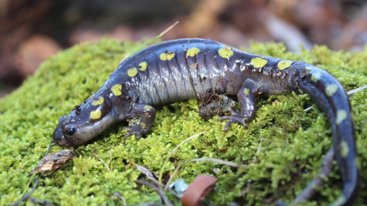 Spring Herping CT