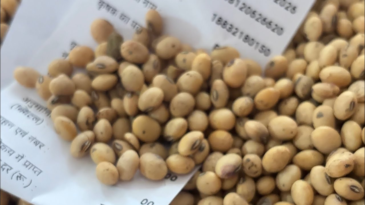 सोयाबीन 🥱🧐 !! 12 June 2026 देवास मंडी सोयाबीन भाव !! आज का मामला सोयाबीन का देखे लाइव !!
