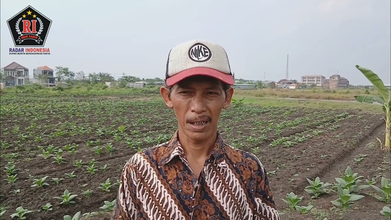 Menanam Tembakau di Lahan kosong Desa Munggugianti Benjeng Gresik.