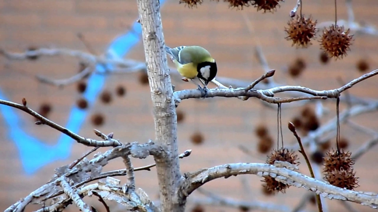 Carbonero común, Great tit (parus major)