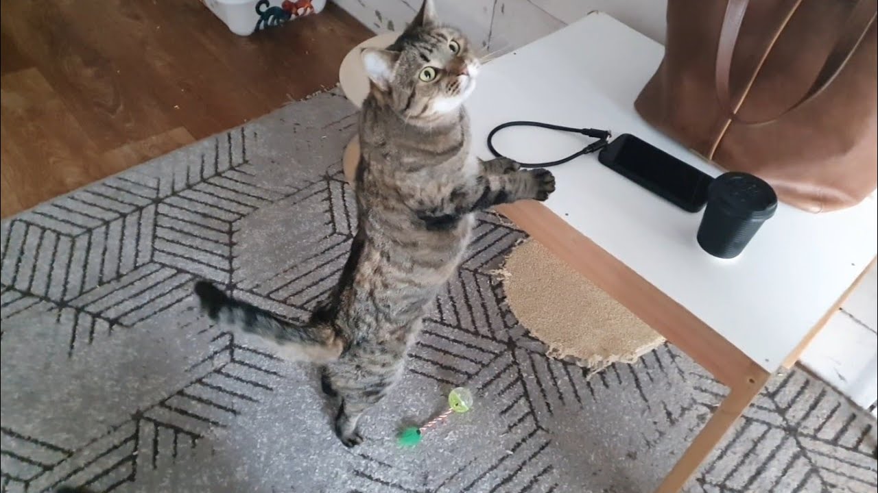 Котики в котоквартирі досі чекають на Вас🐈