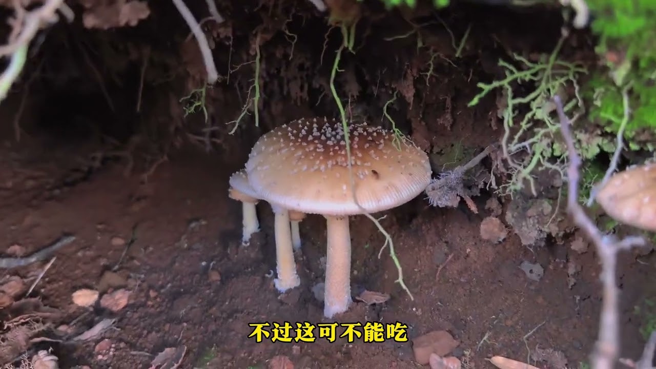 趕緊走今天采蘑菇遲到了，有點意外最后還是撿了一背簍牛肝菌！ #上山采蘑菇 #牛肝菌#野生菌#撿菌子#采蘑菇